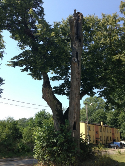 Współczesna fotografia. Przedstawia lipy o nazwach Jan i Marysieńka w Starochęcinach. Są to dwie okazałe lipy, które łączą konary. Drzewa rosną na obszarze Regionalnego Centrum Naukowo-Technologicznego w Podzamczu Chęcińskim, tuż za bramą triumfalną wzniesioną, pod koniec XVII wieku na cześć Jana III.