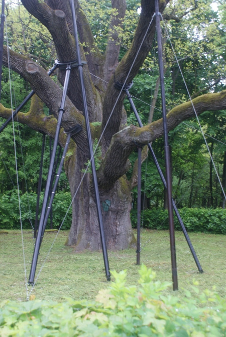 Współczesna fotografia. Przedstawia drzewo podtrzymywane linami. Jest to dąb Bartek w Bartkowie. Jeden z najstarszych dębów w Polsce, od 1954 r. chroniony jako pomnik przyrody. Drzewo ma ponad 670 lat, ok. 28,5m wysokości. Związana jest z nim legenda o królu Janie III wracającym spod Wiednia i wiedeńskich łupach ukrytych w pniu drzewa.