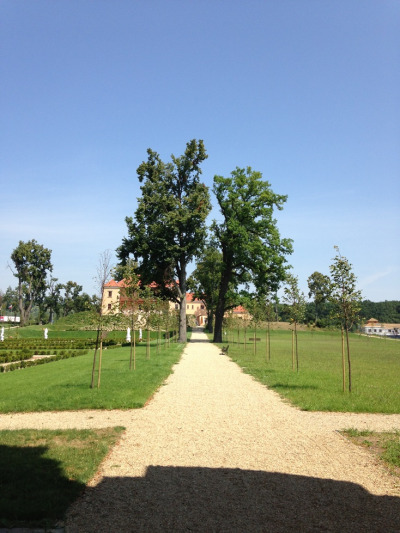 Współczesna fotografia. Przedstawia aleję drzew. Jest to aleja lipowa w Starochęcinach. Jak podaje tradycja została wysadzona 300-letnimi lipami na cześć powracającego spod Wiednia króla Jana III. 