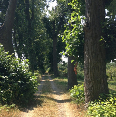 Współczesna fotografia. Przedstawia aleję drzew. Jest to aleja lipowa w Starochęcinach. Jak podaje tradycja została wysadzona 300-letnimi lipami na cześć powracającego spod Wiednia króla Jana III. 