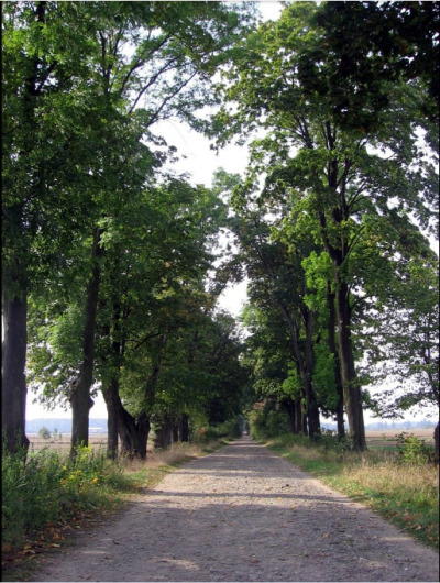 Zdjęcie współczesne. Przedstawia aleję drzew. Jest to Aleja Sobieskiego, która łączy park w Brniu z parkiem “Owczarnią” w Oleśnie. Ma około 1,5 kilometra. Nazwa pochodzi od legendy, według której Jan III odpoczywał w breńskim parku podczas wyprawy na Wiedeń.