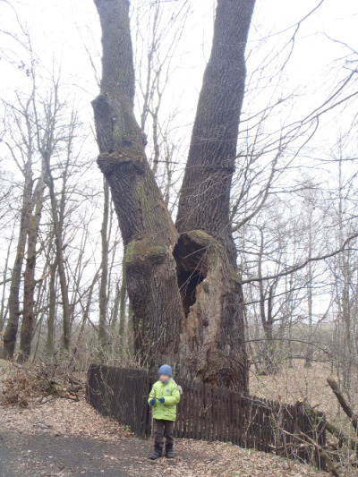 
Współczesna fotografia. Przedstawia drzewo, a przed nim stojące dziecko. Jest to Dąb Sobieskiego przy Rezerwacie przyrody Łężczok. Drzewo rośnie kilkadziesiąt metrów od pałacyku myśliwskiego przy czerwonym szlaku pieszym „Husarii Polskiej”. 