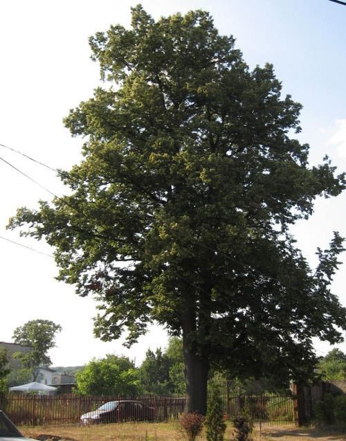 Współczesna fotografia. Przedstawia drzewo. Jest to Lipa Sobieskiego w Bielszowicach. Drzewo ma ok. 336 cm w obwodzie pierśnicowym, ok. 25 m wysokości.