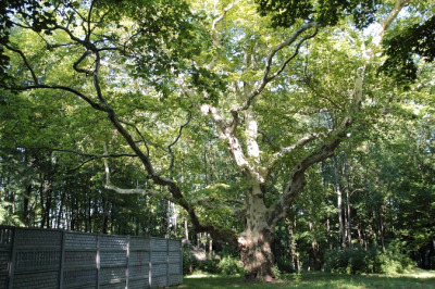 Współczesna fotografia. Przedstawia drzewo. Jest to platan Sobieskiego w Miechowicach, ustanowiony w 1973 roku pomnikiem przyrody. Ma ok. 6m w obwodzie i liczy ok. 250 lat. Drzewo rośnie w Parku Ludowym w Miechowicach (dzielnica Bytomia), tuż przy ruinach Pałacu Thiele-Wincklerów z początku XIX w.