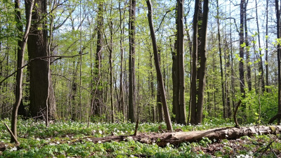Las im. Jana III Sobieskiego. Las znajduje się w warszawskiej dzielnicy Marysin Wawerski. Jego część jest chroniona jako rezerwat przyrody, któremu w 1932 roku nadano imię Jana III Sobieskiego. Początkowo miał 330 ha, po wojnie zmniejszono jego obszar do 110 ha.