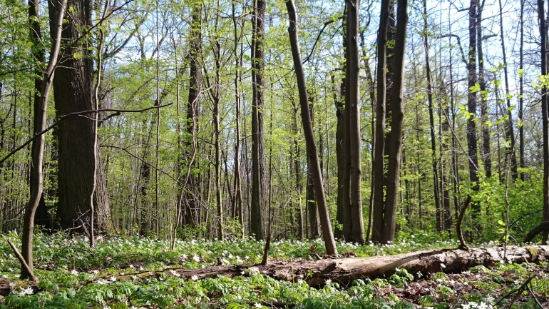 Las im. Jana III Sobieskiego. Las znajduje się w warszawskiej dzielnicy Marysin Wawerski. Jego część jest chroniona jako rezerwat przyrody, któremu w 1932 roku nadano imię Jana III Sobieskiego. Początkowo miał 330 ha, po wojnie zmniejszono jego obszar do 110 ha.