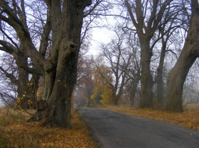 Współczesna fotografia. Aleja lipowa. Aleja biegnie od Rzucewa do Osłonina, a jej wiek sięga II poł. XVIII w. Jak głosi legenda do jej powstania przyczynił się Jan III Sobieski, mający w posiadaniu majątek w Rzucewie. 