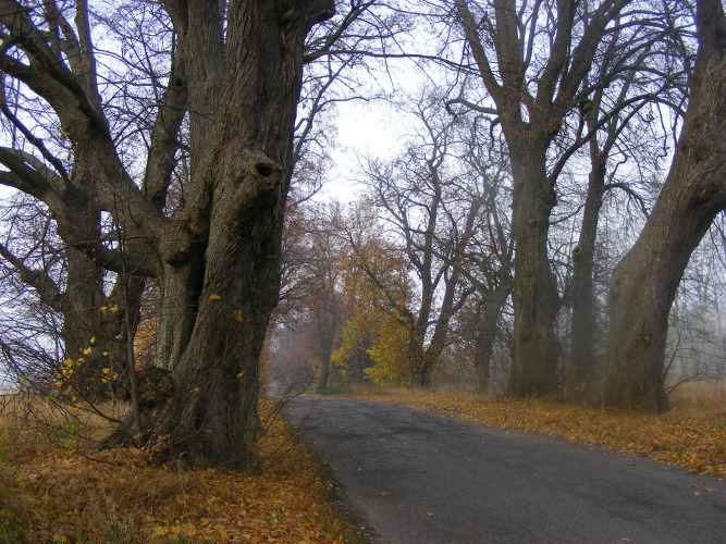 Współczesna fotografia. Aleja lipowa. Aleja biegnie od Rzucewa do Osłonina, a jej wiek sięga II poł. XVIII w. Jak głosi legenda do jej powstania przyczynił się Jan III Sobieski, mający w posiadaniu majątek w Rzucewie. 