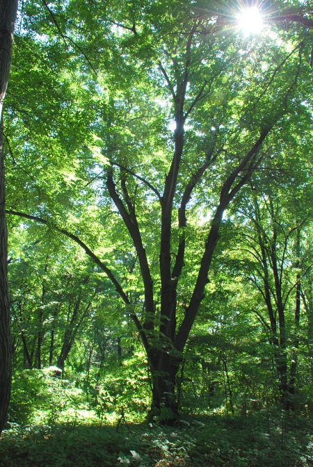 Współczesna fotografia. Przedstawia drzewo. Jest to lipa Sobieskiego – drzewo pomnikowe, rosnące w parku im. Jana III Sobieskiego w Rudzkiej Kuźnicy (dzielnica Rudy Śląskiej). Lipa drobnolistna ma ok. 499cm w obwodzie pierśnicowym i ok. 25m wysokości.