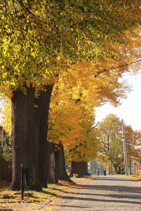 Współczesne kolorowe zdjęcie ilustrujące drzewa jesienią. Są to drzewa Sobieskiego w Konopiskach, k. Częstochowy. Legenda głosi, że drzewa zostały posadzone w 1683 roku podczas marszu króla Jana III na Wiedeń.