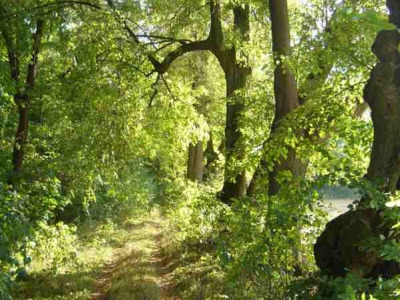 Współczesna fotografia. Przedstawia zielony park. Jest to park Sobieskiego w Pilaszkowicach, w którym stał murowany pałac z kaplicą. Tradycja głosi, że drzewa w parku posadzone są w kształcie litery M na cześć ukochanej Jana Sobieskiego – Marysieńki. Jest to o tyle możliwe, że liczne listy Sobieskiego do ukochanej zostały napisane właśnie w Pilaszkowicach.