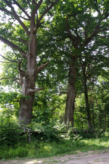 Współczesna fotografia. Przedstawia stare drzewa. Są to dęby Sobieskiego w Sieniawce. W pobliżu osady Sieniawka znajdują się 2 drzewa w wieku ok. 300 lat, co czyni wielce prawdopodobnym, że zasadził je sam Jan Sobieski. W obwodzie pnia dęby mają 345 cm i 365 cm. 