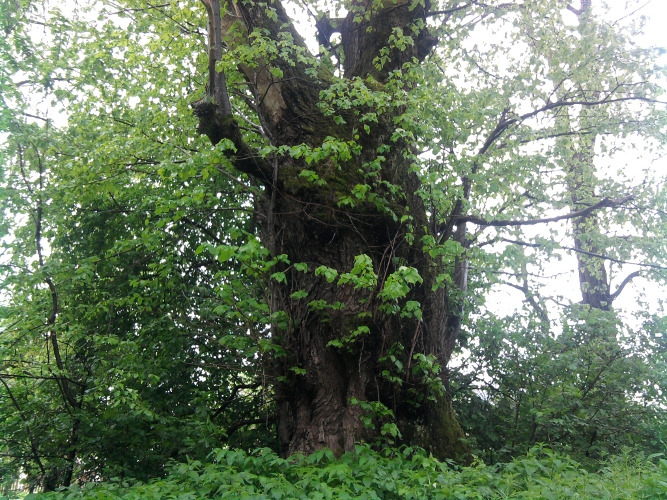 Współczesna fotografia. Przedstawia stare drzewo. Jest to lipa Sobieskiego w Dziurdziowie. Drzewo rośnie przy dawnym trakcie biegnącym do dworu. Miejscowy dziedzic posadził lipę na wieść o „wielkiej wiktorii króla Jana”. Lipa ma ok. 8m w obwodzie, większość starych konarów odpadła, ale w ich miejsce rosną młode gałęzie.