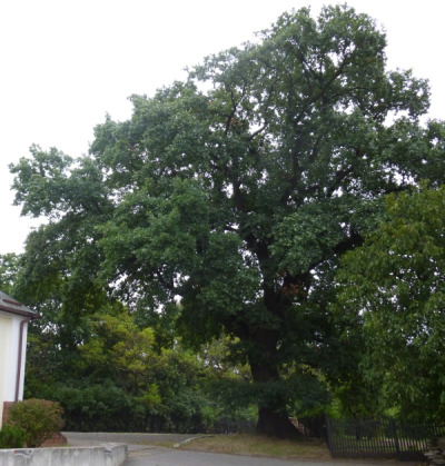 Współczesna fotografia. Przedstawia stare drzewo. Jest to dąb Sobieskiego w Sandomierzu. Dąb rośnie na terenie parafii p.w. Nawrócenia św. Pawła Apostoła. Został posadzony przy starej modrzewiowej plebanii (II poł. XVII), bardzo prawdopodobne, że miało to związek z upamiętnieniem zwycięstwa Jana III nad Turkami.
