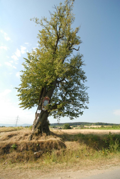 Współczesna fotografia. Przedstawia drzewo. Jest to lipa Sobieskiego w Falkowej. Liczy ponad 500 lat, obwód jej pnia wynosi 5,85 m. Rośnie na najwyższym wzniesieniu Falkowej (ponad 400 m n.p.m). Prowadzi do niej niebieski szlak.