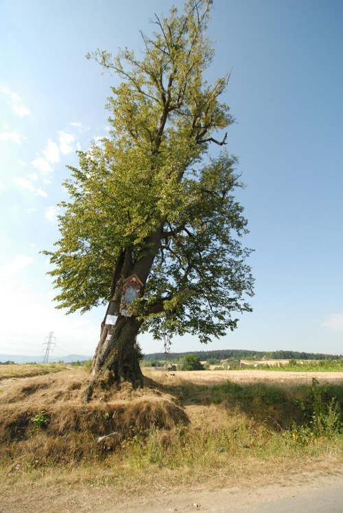 Współczesna fotografia. Przedstawia drzewo. Jest to lipa Sobieskiego w Falkowej. Liczy ponad 500 lat, obwód jej pnia wynosi 5,85 m. Rośnie na najwyższym wzniesieniu Falkowej (ponad 400 m n.p.m). Prowadzi do niej niebieski szlak.