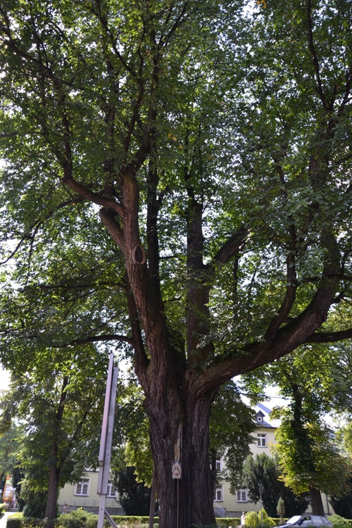 Współczesna fotografia. Przedstawia drzewo. Jest to wiąz Sobieskiego w Suchej Beskidzkiej. Wiąz rośnie przy głównej ulicy miasta, naprzeciwko Urzędu Miasta. Obwód pnia obecnie wynosi 520 cm - mierzony na wysokości 130 cm nad ziemią. W 1963 r. wiąz ustanowiony został pomnikiem przyrody.