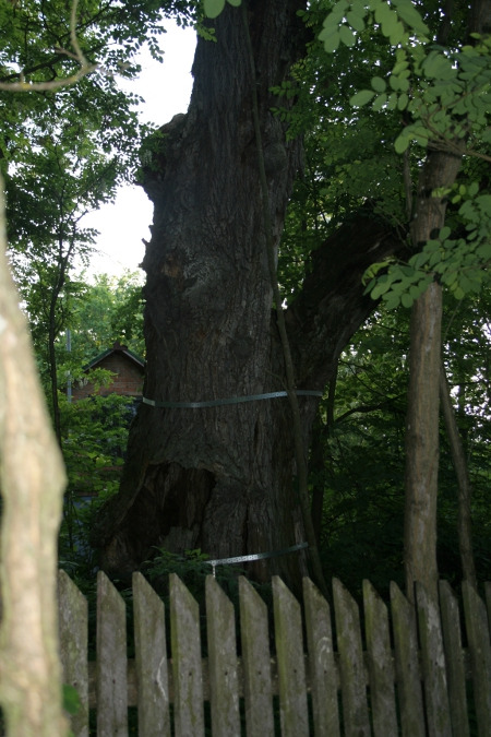 Współczesna fotografia. Zdjęcie przedstawia pień drzewa. Jest to lipa Sobieskiego w Starych Kościeliskach. Pień lipy ma ok. 5m wysokości i ok. 6m w obwodzie, korona nie zachowała się. 
