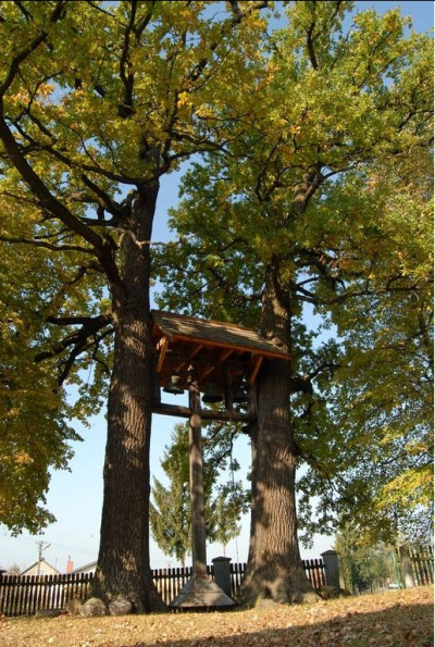 Współczesne kolorowe zdjęcie. Ukazuje dęby Sobieskiego w Łukawcu. Miały być one posadzone przez króla, który zatrzymał się w Łukawcu w drodze powrotnej z wyprawy wiedeńskiej. Później między dwoma drzewami zawieszone zostały dzwony, tworząc tym samym oryginalną dzwonnicę.