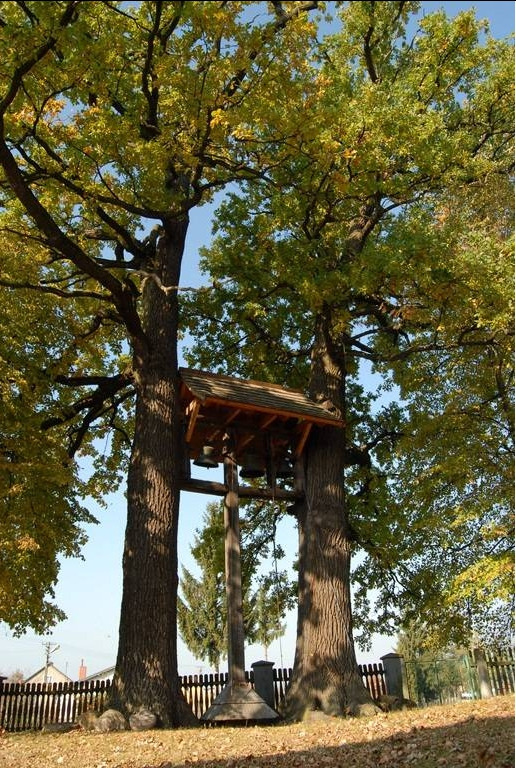 Współczesne kolorowe zdjęcie. Ukazuje dęby Sobieskiego w Łukawcu. Miały być one posadzone przez króla, który zatrzymał się w Łukawcu w drodze powrotnej z wyprawy wiedeńskiej. Później między dwoma drzewami zawieszone zostały dzwony, tworząc tym samym oryginalną dzwonnicę.