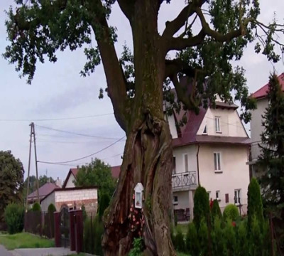 Współczesne zdjęcie. Przedstawia wysokie drzewo rosnące przy ogrodzeniu. W tle domy. Jest to dąb Sobieskiego w Wolicy Ługowej. 