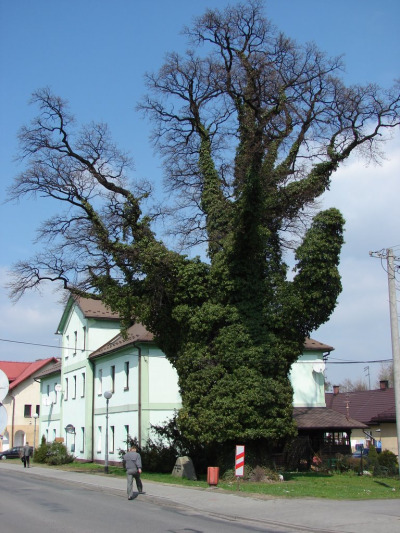 Współczesne zdjęcie. Przedstawia dąb Sobieskiego w Ustroniu. Drzewo ma ok. 300-350 lat, obwód 645 cm i wysokość 30 m, jest pomnikiem przyrody. Lokalna tradycja utrzymuje, że dąb zasadzili mieszkańcy Ustronia na pamiątkę przejścia przez to miejsce lewego skrzydła oddziałów polskich zdążających na bitwę pod Wiedniem.