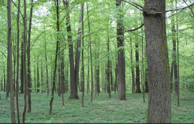 Zdjęcie współczesne, które ukazuje zielony las. Jest to rezerwat Przyrody im. Króla Jana Sobieskiego.