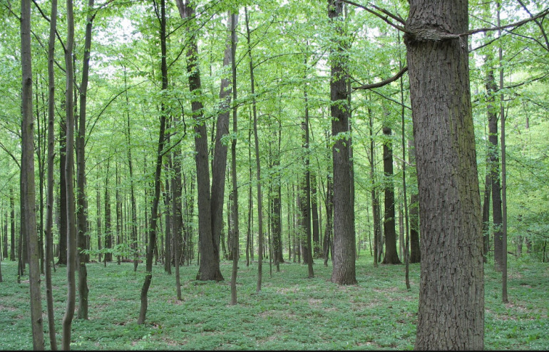 Zdjęcie współczesne, które ukazuje zielony las. Jest to rezerwat Przyrody im. Króla Jana Sobieskiego.