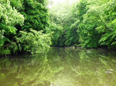 Kolorowe zdjęcie. Jest to rzeka i wokół niej zielone zarośla. Fotografia przedstawia kanał Sobieskiego.