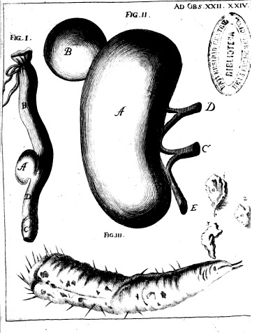 Czarno-biała ilustracja wyjęta ze starej księgi. Przedstawia obłą formę, która przypomina kształtem fasolę, oraz dwie inne formy podłużne. Jedna z nich jest kolczasta, druga jest płaska. Każda z tych form opisana jest oddzielnie literami na przykład A B C D.