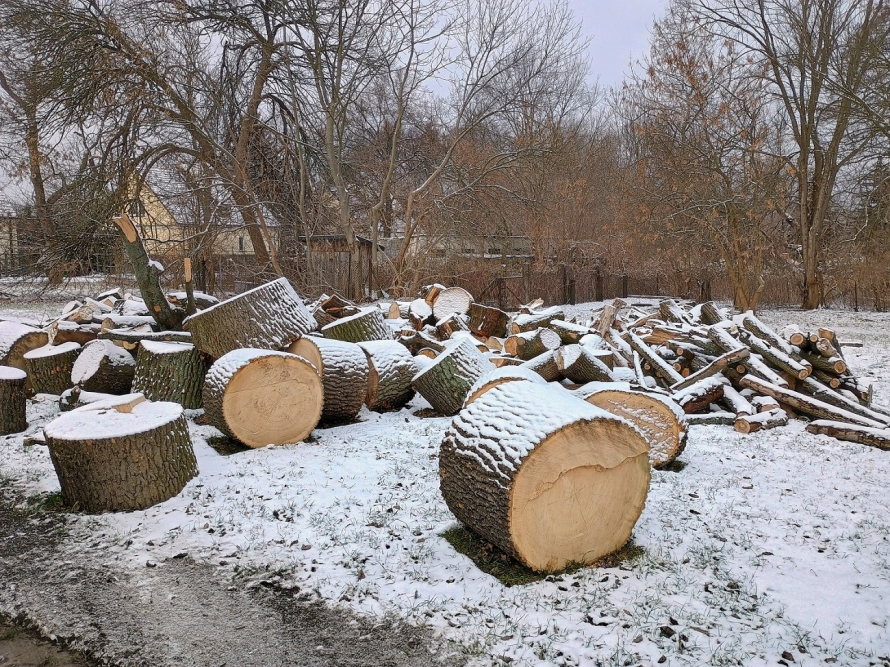 Przykryte śniegiem, pocięte bele drewna leżą na ziemi. W tle bezlistne drzewa i zabudowania.